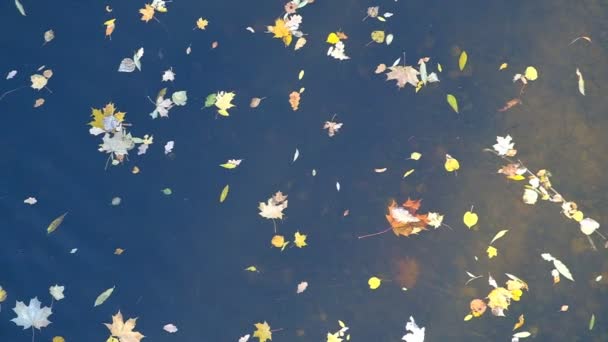 Ιστορικό Από Πεσμένα Φύλλα Ταπετσαρία Φύλλα Σφενδάμου Στο Νερό Φθινόπωρο — Αρχείο Βίντεο
