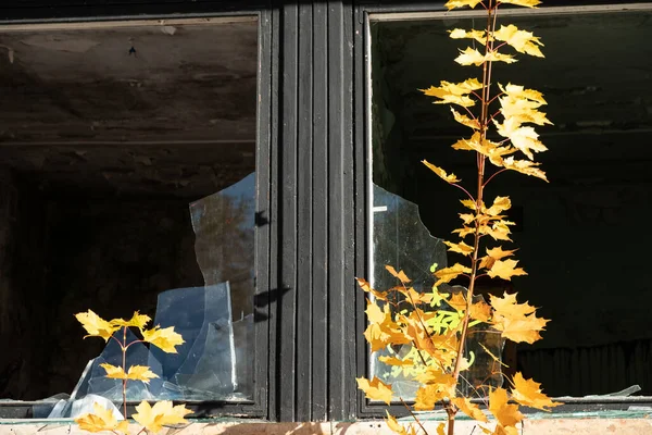 Glasscherben Den Fenstern Eines Altbaus Vandalen Zerstören Ein Verlassenes Hochhaus — Stockfoto