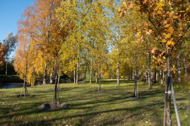 Sonbahar parkında ağaçlar. Sarı, kırmızı, yeşil yapraklar. Sonbahar. İyi günler. Güneşli. Rusya.