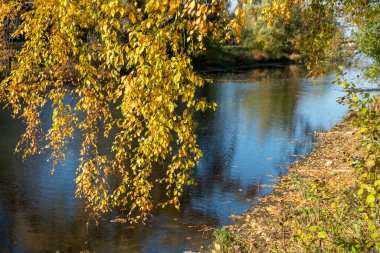 Mavi gökyüzüne karşı sarı sonbahar yaprakları. Altın rengi ağaçlar ve dallar. Sonbahar. İyi günler. Güneşli. Rusya.