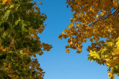 Mavi gökyüzüne karşı sarı sonbahar yaprakları. Altın rengi ağaçlar ve dallar. Sonbahar. İyi günler. Güneşli. Rusya.