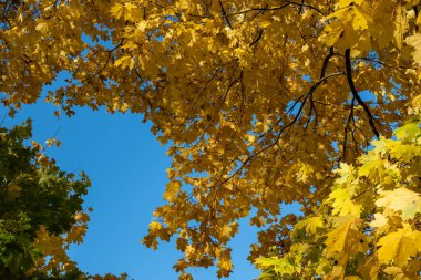 Mavi gökyüzüne karşı sarı sonbahar yaprakları. Altın rengi ağaçlar ve dallar. Sonbahar. İyi günler. Güneşli. Rusya.