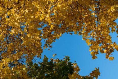 Mavi gökyüzüne karşı sarı sonbahar yaprakları. Altın rengi ağaçlar ve dallar. Sonbahar. İyi günler. Güneşli. Rusya.