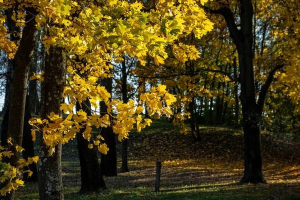 Gele Herfstbladeren Tegen Blauwe Lucht Bomen Takken Gekleed Goud Herfst — Stockfoto