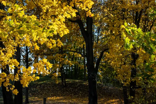Bomen Het Herfstpark Geel Rood Groen Blad Herfst Dag Zonnig — Stockfoto