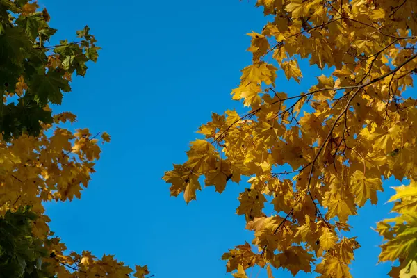 Hojas Amarillas Otoño Contra Cielo Azul Árboles Ramas Vestidos Oro —  Fotos de Stock