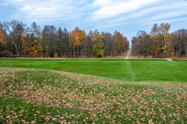 Parktaki büyük yeşil alan. Sarı yapraklı sonbahar çayırları. Gün güneşli. Rusya.