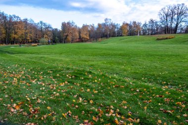 Parktaki büyük yeşil alan. Sarı yapraklı sonbahar çayırları. Gün güneşli. Rusya.
