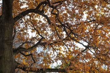 Sonbahar parkında ağaçlar. Sarı, kırmızı, yeşil yapraklar. Sonbahar. İyi günler. Güneşli. Rusya.
