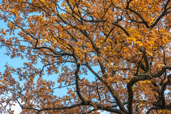 Bomen Het Herfstpark Geel Rood Groen Blad Herfst Dag Zonnig — Stockfoto