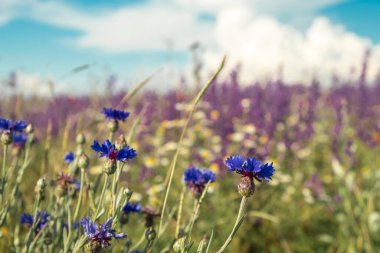 Mavi gökyüzüne karşı kır çiçekleri. Mavi çiçek, yeşil çimen. İyi günler. Güneşli. Rusya.