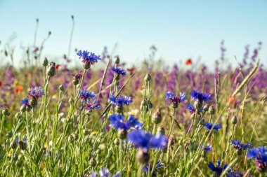 Mavi gökyüzüne karşı kır çiçekleri. Mavi çiçek, yeşil çimen. İyi günler. Güneşli. Rusya.