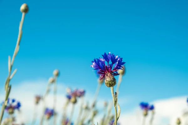 Divoké Květiny Proti Modré Obloze Modré Chrpy Zelená Tráva Dobrý — Stock fotografie