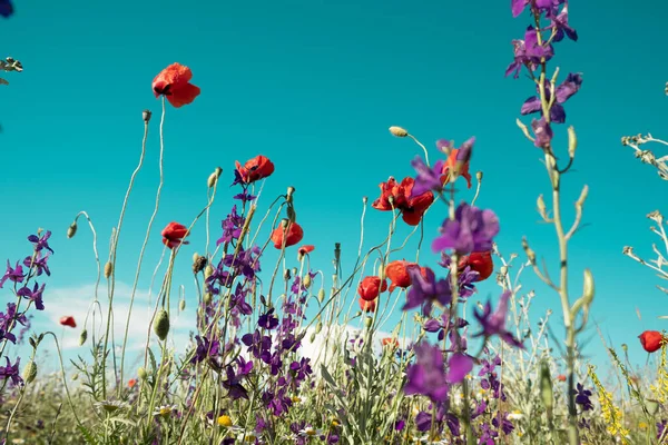 Wildflowers against the blue sky. Purple Lavender, green herb. Day. Sunny. Russia.