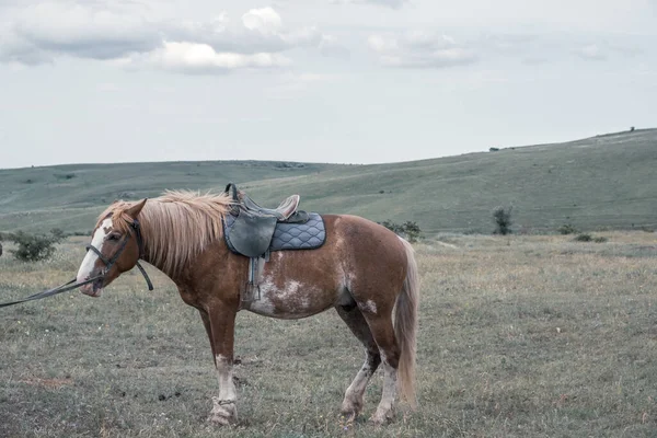 Cavalo Marrom Está Descansando Campo Uma Égua Baía Com Uma — Fotografia de Stock