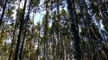 Birch Grove. Ağaç gövdelerinin en dipten görünüşü. Gökyüzüne karşı koruluk. İyi günler. Çoğunlukla bulutlu. - Rusya. Sonbahar.