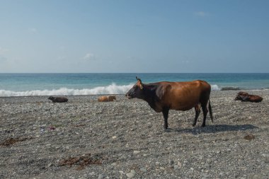 Kahverengi inekler açık havada özgürce otlarlar. İnekler Karadeniz kıyısındaki sahilde dinleniyorlar. Hayvanlar için güneş banyosu. Yaz. İyi günler. Georgia.
