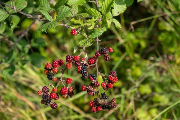 Wild Forest Berries Day Georgia Sunny — Stock Photo, Image