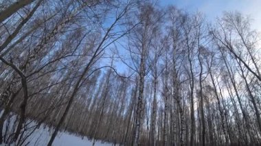 Kış parkındaki ağaçlar. Kış ormanındaki huş ağaçları. Güneşli, Ocak günü. İyi günler. - Rusya. Kış.