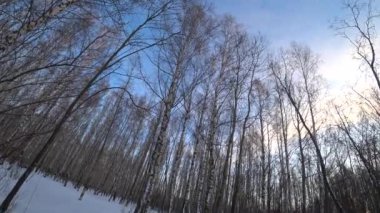 Kış parkındaki ağaçlar. Kış ormanındaki huş ağaçları. Güneşli, Ocak günü. İyi günler. - Rusya. Kış.
