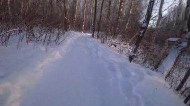Kış parkındaki ağaçlar. Kış ormanındaki huş ağaçları. Güneşli, Ocak günü. İyi günler. - Rusya. Kış.