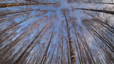 Kış parkındaki ağaçlar. Kış ormanındaki huş ağaçları. Güneşli, Ocak günü. İyi günler. - Rusya. Kış.