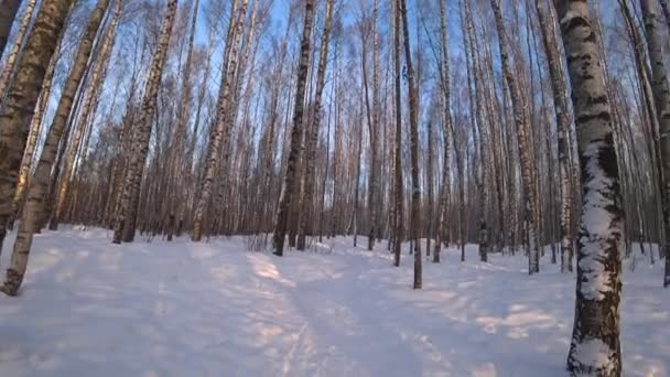 Trees Winter Park Birch Trees Winter Forest Sunny January Day — Stockvideo