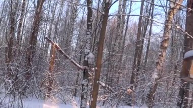 Bird feeders on tree branches. People take care of the birds, feed the hungry animals. Cold winter day. Spotted woodpecker and tits eat lard and seeds. Winter. Day. Russia.