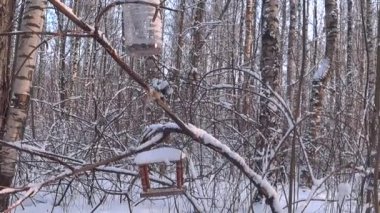 Bird feeders on tree branches. People take care of the birds, feed the hungry animals. Cold winter day. Tits eat lard and seeds. Winter. Day. Russia.
