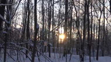 Bird feeders on tree branches. People take care of the birds, feed the hungry animals. Cold winter day. Tits eat lard and seeds. Winter. Day. Russia.