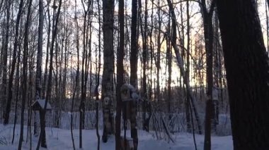 Bird feeders on tree branches. People take care of the birds, feed the hungry animals. Cold winter day. Tits eat lard and seeds. Winter. Day. Russia.