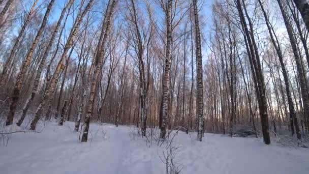Drzewa Zimowym Parku Brzozy Zimowym Lesie Słoneczny Styczniowy Dzień Dzień — Wideo stockowe