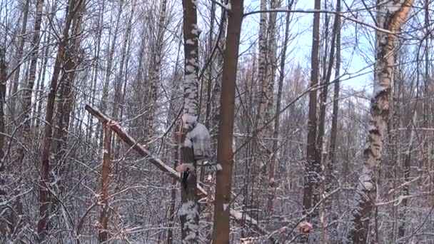 Bird Feeders Tree Branches People Take Care Birds Feed Hungry — Stock videók