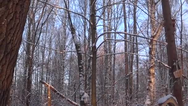 Bird Feeders Tree Branches People Take Care Birds Feed Hungry — Video