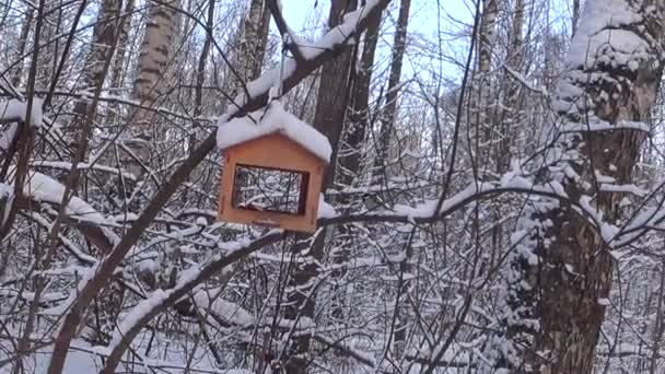 Bird Feeders Tree Branches People Take Care Birds Feed Hungry — ストック動画