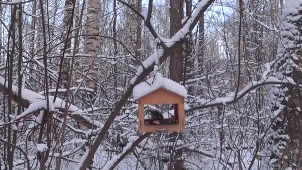 Bird Feeders Tree Branches People Take Care Birds Feed Hungry — ストック動画