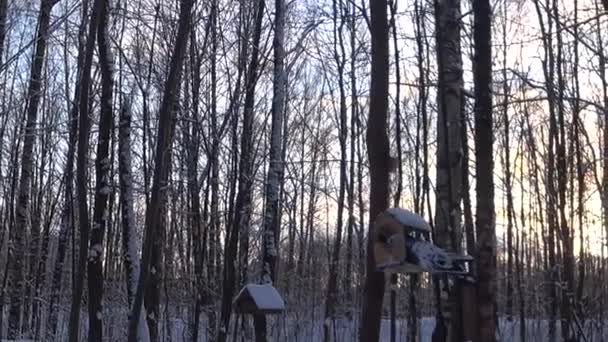 Bird Feeders Tree Branches People Take Care Birds Feed Hungry — Vídeo de Stock