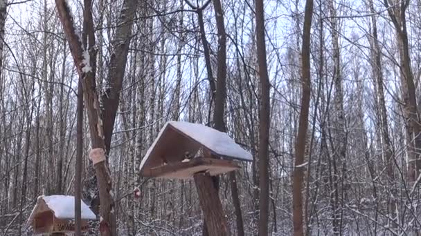 Bird Feeders Tree Branches People Take Care Birds Feed Hungry — стокове відео