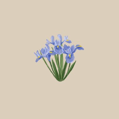 Bahar çiçekleri el çizimi. Bir buket bahçe çiçeği. Çuha çiçekleri. Narcissus, helleborus, mimoza buketi, iris, sümbül, kartopu. Anneler Günü, çiçek tasarımı..
