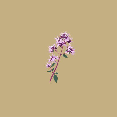 Origanum vulgare. Şifalı çiçek. Oregano Botanik, bahçe çizimleri. Leylak çiçekleri. Vektör açan dal
