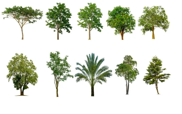 Isolerade Träd Vit Bakgrund Samlingen Träd Vacker Träd Från Thailand — Stockfoto