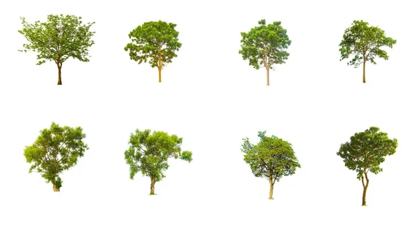 Μεμονωμένα Δέντρα Λευκό Φόντο Συλλογή Των Δέντρων Μια Όμορφη Δέντρα — Φωτογραφία Αρχείου