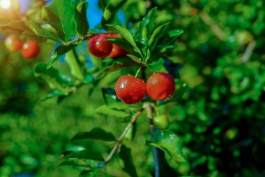 Ağaçta su damlası, yüksek C vitamini ve antioksidan meyveli Acerola kirazı. Ağaçta taze organik Acerola kirazı.                               