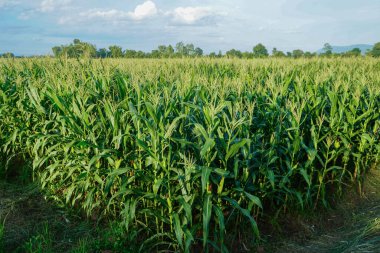 Mükemmel bir gökyüzü olan yeşil bir mısır çiftliğinin tarım arazisi. Tayland tarım bölgesinin bulunduğu yer, Asya. Tarlalar ekildi. Duvar kâğıdı. Minimalist manzara. Toprağın güzelliği.                                 