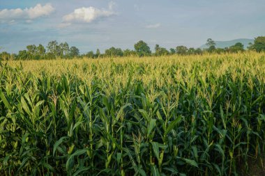 Mükemmel bir gökyüzü olan yeşil bir mısır çiftliğinin tarım arazisi. Tayland tarım bölgesinin bulunduğu yer, Asya. Tarlalar ekildi. Duvar kâğıdı. Minimalist manzara. Toprağın güzelliği.                                