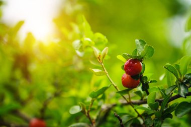 Ağaçta su damlası, yüksek C vitamini ve antioksidan meyveli Acerola kirazı. Ağaçta taze organik Acerola kirazı.                                 