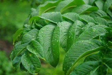 Soyut yeşil yaprak dokusu. Doğa yeşili Konjac yağmur damlası arkaplanıyla ayrılıyor. Ormanda yüzey arkaplan yaprağı üzerindeki yeşil yaprak (Konjac) deseni.                               