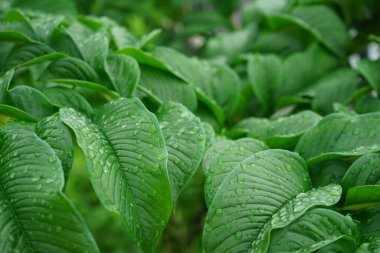 Soyut yeşil yaprak dokusu. Doğa yeşili Konjac yağmur damlası arkaplanıyla ayrılıyor. Ormanda yüzey arkaplan yaprağı üzerindeki yeşil yaprak (Konjac) deseni.                               