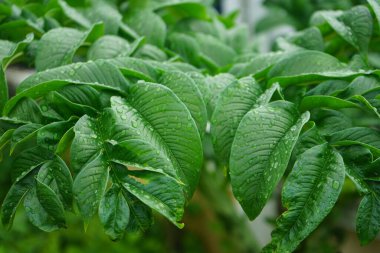 Soyut yeşil yaprak dokusu. Doğa yeşili Konjac yağmur damlası arkaplanıyla ayrılıyor. Ormanda yüzey arkaplan yaprağı üzerindeki yeşil yaprak (Konjac) deseni.                               