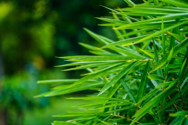Bambu arka plan kavramını terk eder. Yeşil bambu yapraklarının yazı veya arka plan için yeri vardır. Tazelik duvar kağıdının doğal yeşil rengi.                                